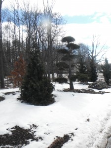 Evergreens in the laneway