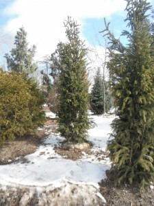 Evergreens in the island bed