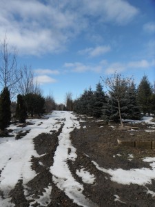 Entrance to the tree blocks and the the field