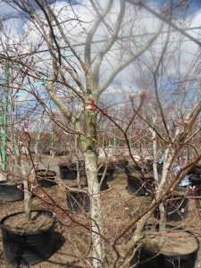 Japanese Maple buds coming along!