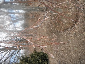 Redbud in bloom