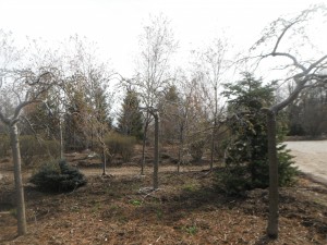 Camperdown Elm