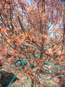 Japanese Maple 'Orange Dream'