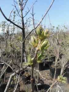 Lilac Buds Ready to Burst