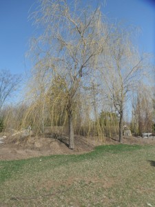 Weeping willow turning yellow...