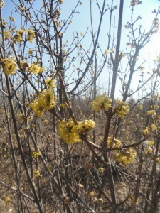 Cornelian Cherry