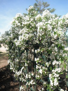 Espalier Pear