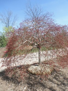 Japanese Maple