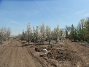 Serviceberries