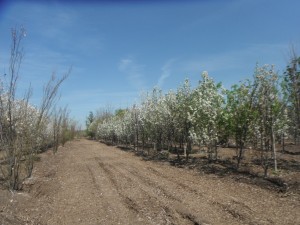 Ornamental pears