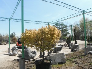 Japanese Maple