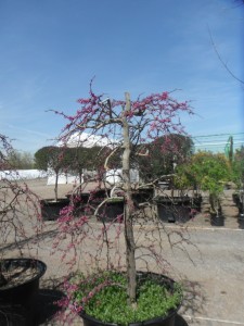 Redbud