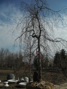 Weeping Green Beech