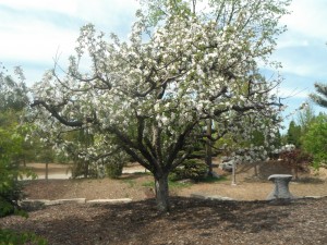 Red Delicious Apple Tree