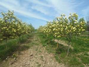 Yellow Magnolia