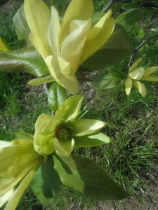 Magnolia Bloom