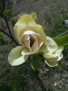 Yellow Magnolia Bloom