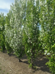 Columnar Crab Apples