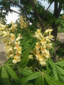 Ohio Buckeye