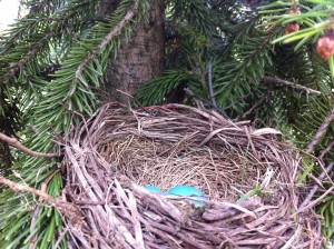 Robin's Nest