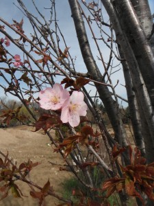 Kwanzan Cherry