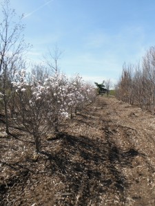 Row of Magnolias