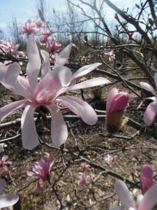 Magnolia Blooms