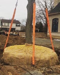 Locust root ball ready for lifting