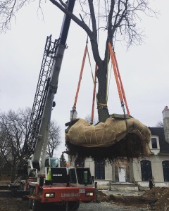 Yellow Locust - Dalton Tree Move